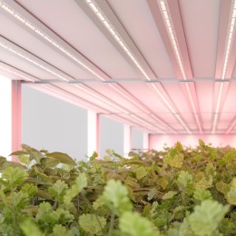 Светодиодная лента Arlight FITOLUX-A66-8mm 24V Red660 (11 W/m, IP20, 5m) 045214